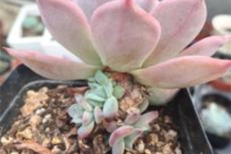 多肉侧芽怎么移栽