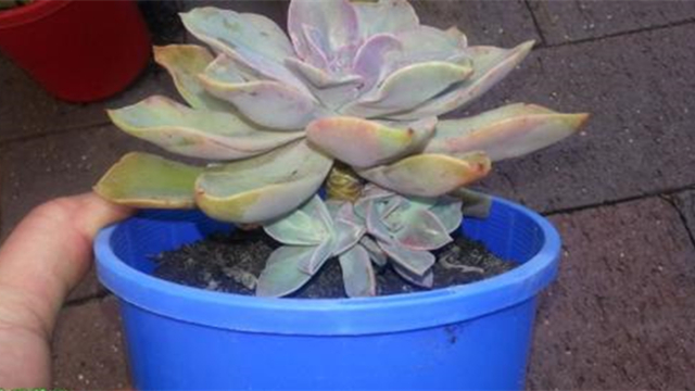 多肉侧芽怎么分株(多肉侧芽怎么移栽)