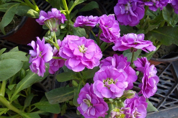 紫罗兰怎么叶插(紫罗兰叶插多久发芽)