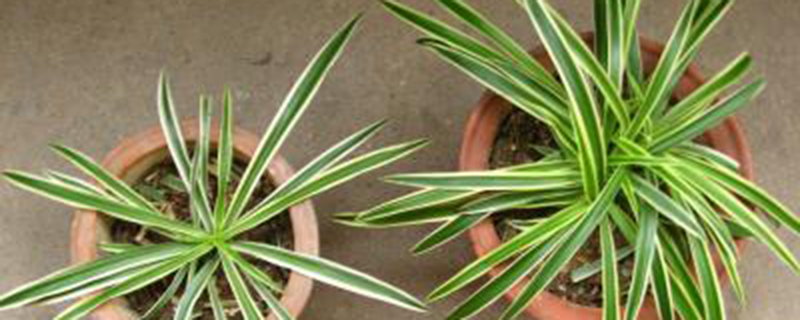 吊兰开花有什么兆头(吊兰开花寓意着什么)