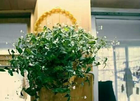 婚纱吊兰的养护