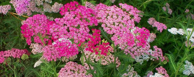 西洋蓍草的养殖方法和注意事项(西洋蓍草的养殖方法和注意事项视频)