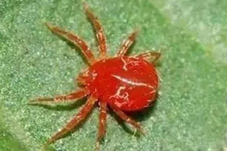 一串红常见病虫害