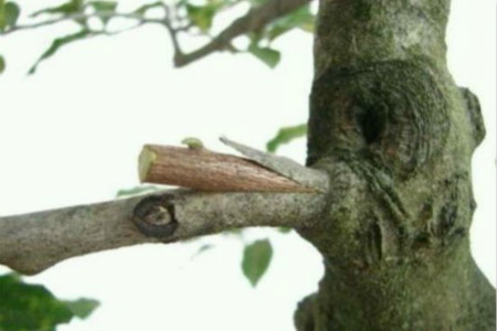 嫁接果树的最佳时间表