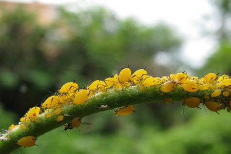 一串红常见病虫害