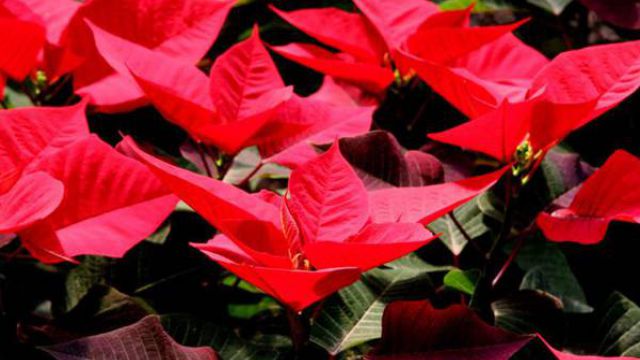 一品红冬季怎么养(一品红过冬吗)