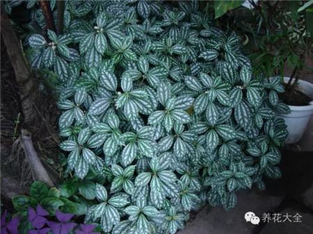 厨房摆什么花有利健康