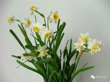 过年了买鲜花放家里说说