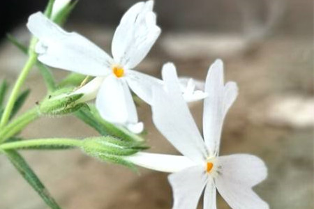 芝樱的种植与养护
