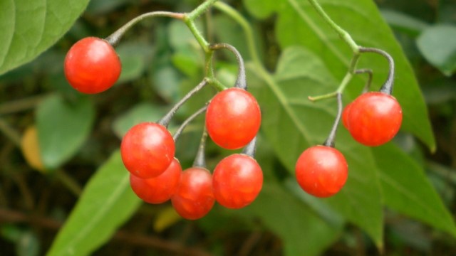 白英的功效与作用(白英的功效与作用及图片)