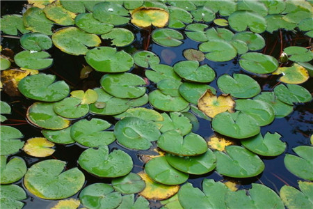 浮萍的功效与作用的功能与主治