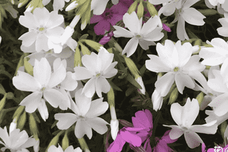 芝樱的种植与养护