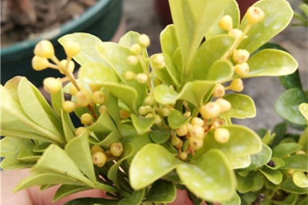 米兰啥时候修剪怎么修剪