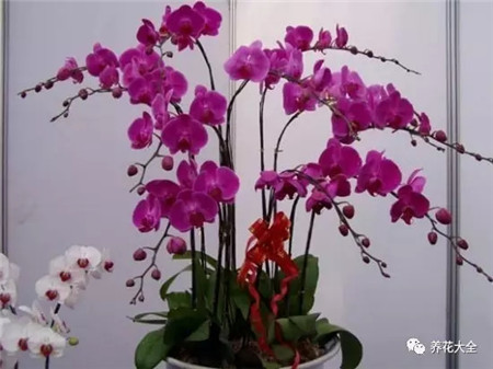 过年了买鲜花放家里说说