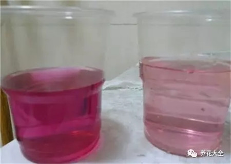 水培花卉为什么会烂根