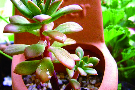 多肉红稚莲的养殖方法和技巧