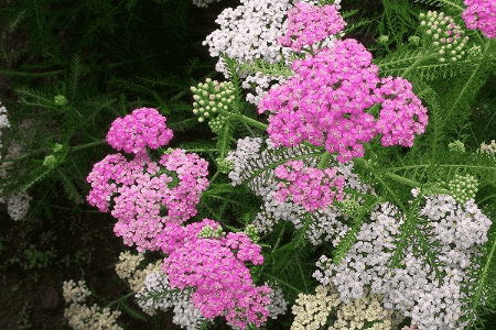 西洋蓍草的养殖方法和注意事项视频