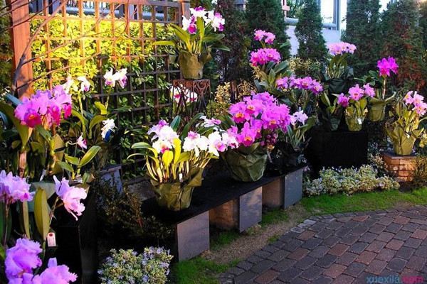 花卉的施肥原则(花卉施肥技术)