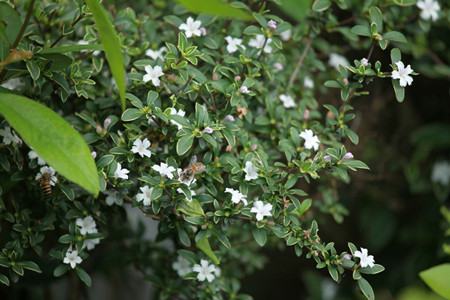 六月雪的功效与作用主治