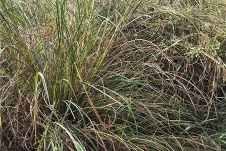 香茅草叶子发黄怎么回事