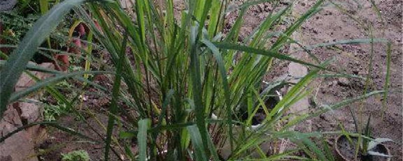 香茅叶子发黄怎么办处理方法黄叶枯萎的原因(香茅草叶子发黄怎么回事)