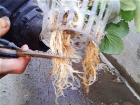 草莓水培种植技术