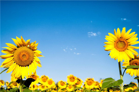 太阳花和向日葵的区别在哪里