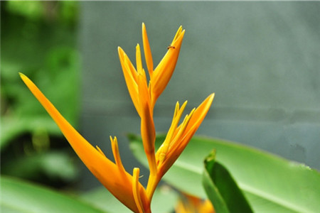 鹤望兰的养殖方法和注意事项视频