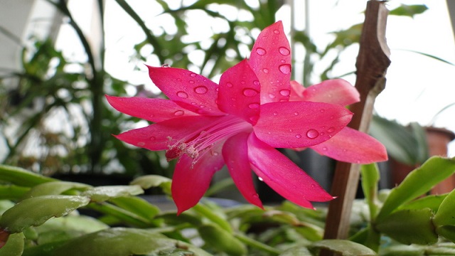 蟹爪兰什么时候开花(蟹爪兰什么时候开花结果)