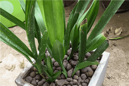 养好兰花的口诀