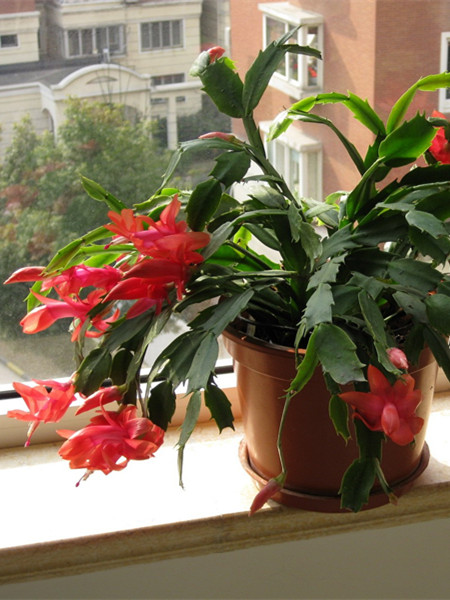 蟹爪兰老是不长怎么办