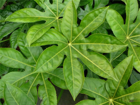 八角金盘容易得什么病