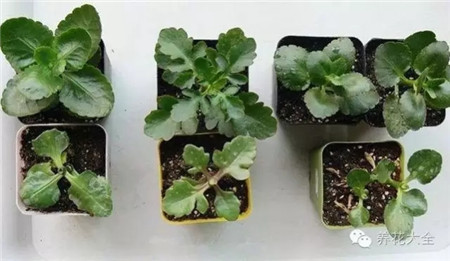 过年了买鲜花放家里说说