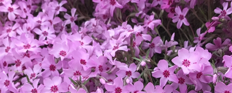 芝樱叶子发黄怎么办补救处理方法黄叶枯萎的原因(芝樱的种植与养护)