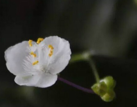 婚纱吊兰的养护