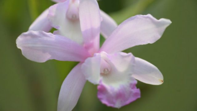 石斛兰怎么繁殖(石斛兰怎么繁殖养)