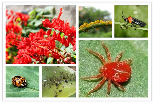 一串红生虫了怎么办常见虫害防治(一串红常见病虫害)