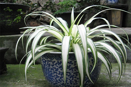 吊兰开花寓意着什么