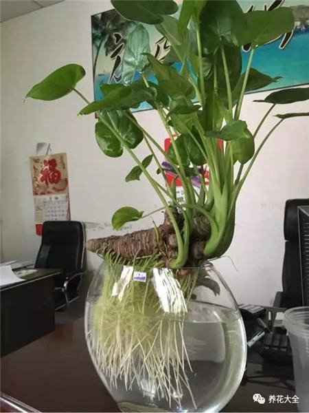 水培花卉为什么会烂根