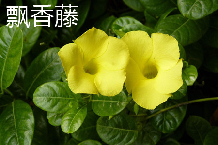 飘香藤和蒜香藤的区别是什么