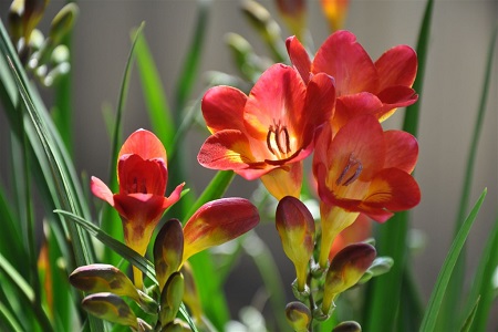 香雪兰不开花怎么办视频