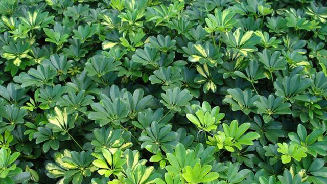 鹅掌木扦插繁殖方法(鹅掌木怎样扦插)