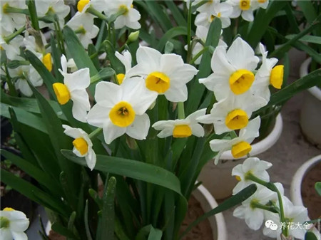 过年了买鲜花放家里说说