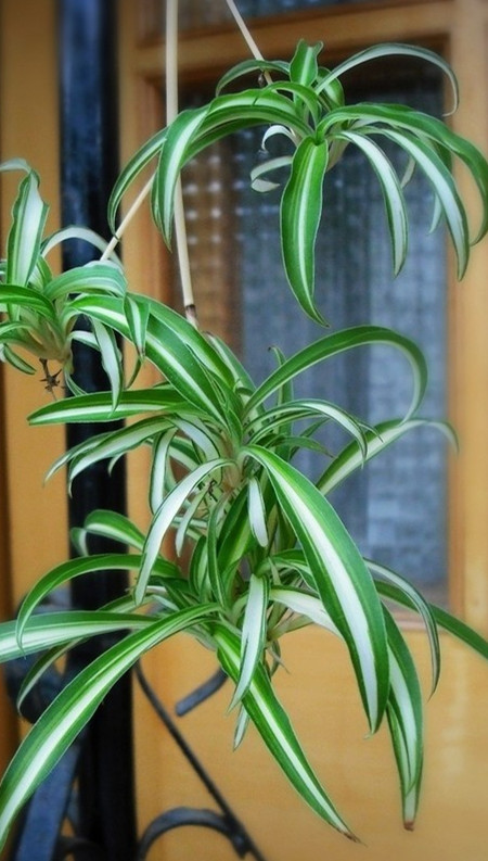 银边吊兰花图片