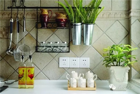 厨房摆什么花有利健康
