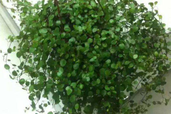 婚纱吊兰的养殖方法(婚纱吊兰的养护)