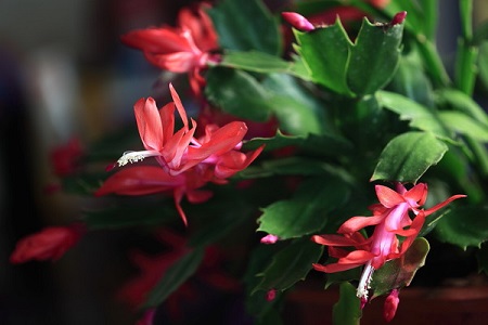 蟹爪兰什么时候开花结果