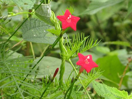 茑萝的种子长什么样子