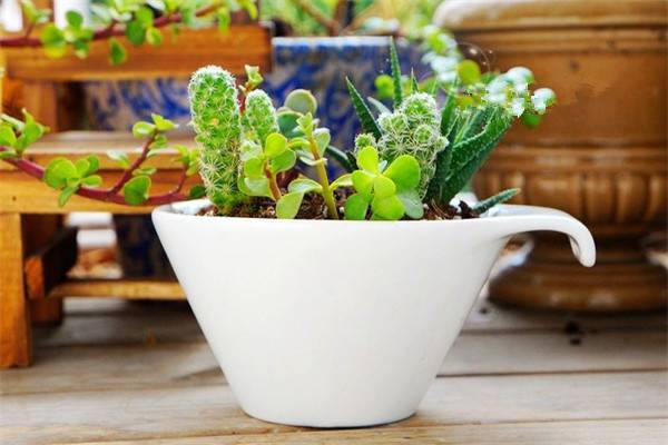 怎样浇好盆花定根水(怎样浇好盆花定根水施肥)