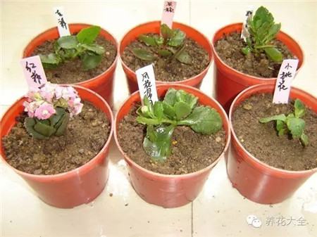 过年了买鲜花放家里说说